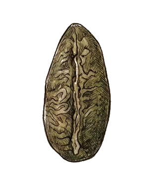 Liberica (Barako) coffee beans