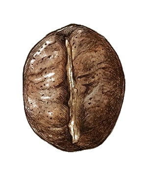 Robusta coffee beans
