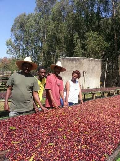 Coffee cherries drying on raised beds