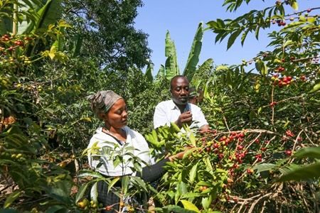 Coffee farmers at harvest among cherry-laden plants