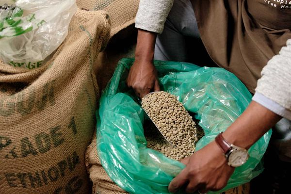 Scooping green coffee beans from an Ethiopia Grade 1 sack