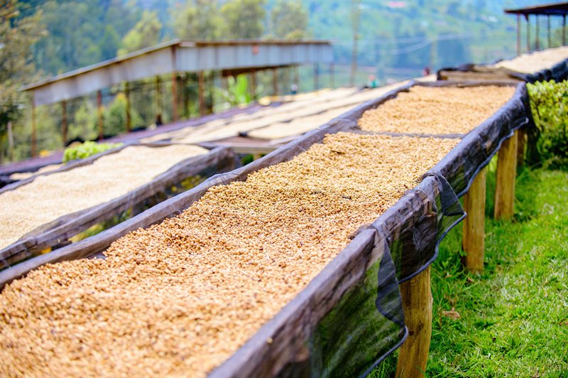 Coffee drying on raised beds
