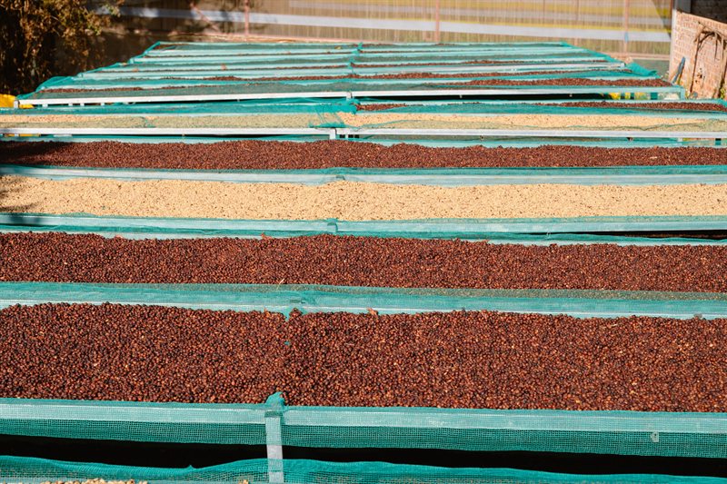 Coffee cherries drying on beds