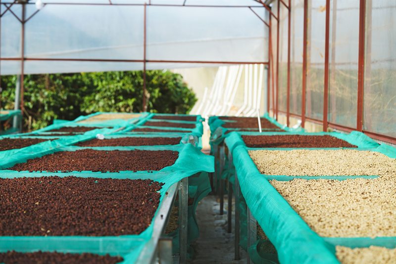 Coffee drying under cover