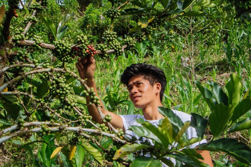 A farmer checking ripe cherries on the tree