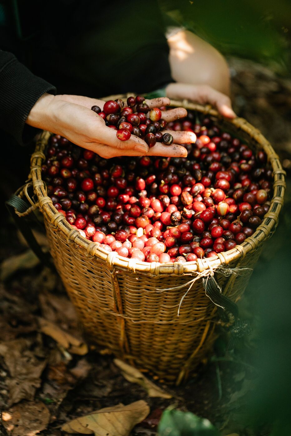 A basket of ripe red coffee cherries