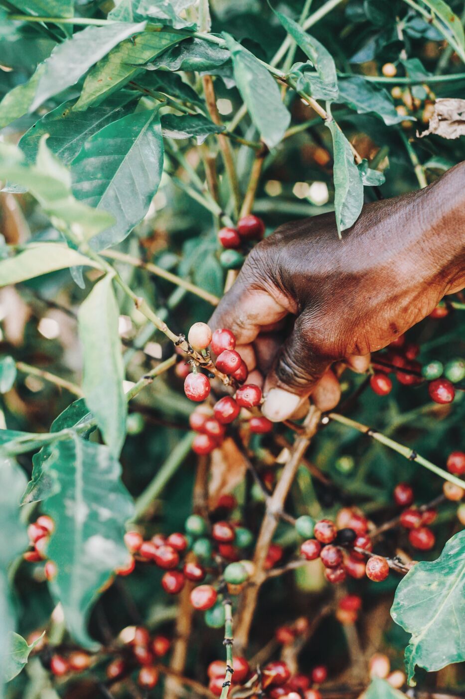 Hand-picking ripe coffee cherries