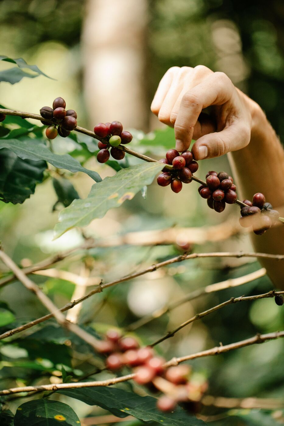 Picking ripe coffee cherries