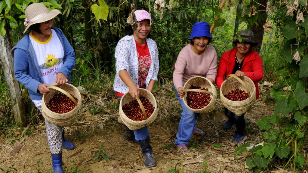 Philippine single-origin coffee beans