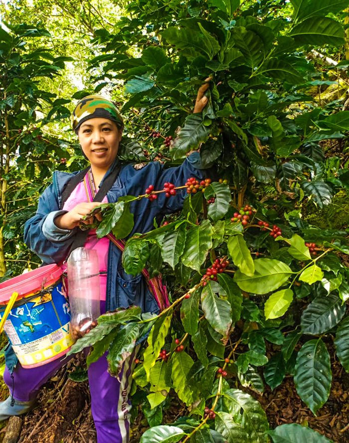 A Filipino coffee farmer