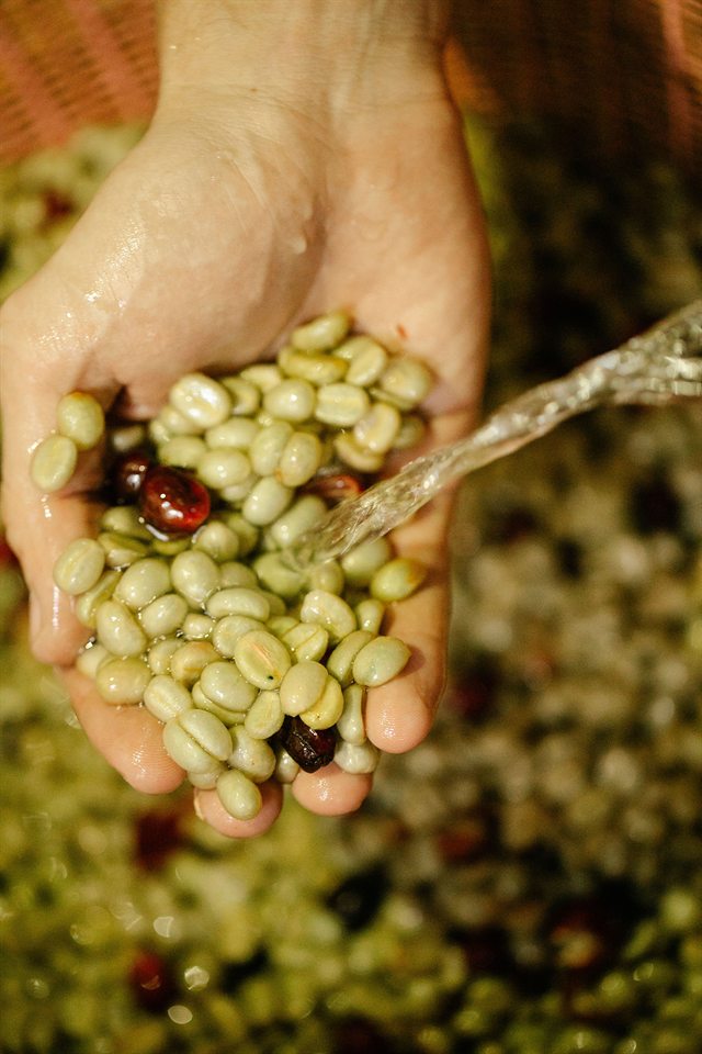 Washing and sorting coffee at a wet mill